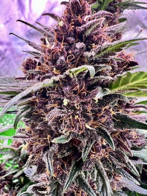 Fastbuds:  Lemon Cherry Cookies Auto. Week 10 - End of week 6 flower, Day 66