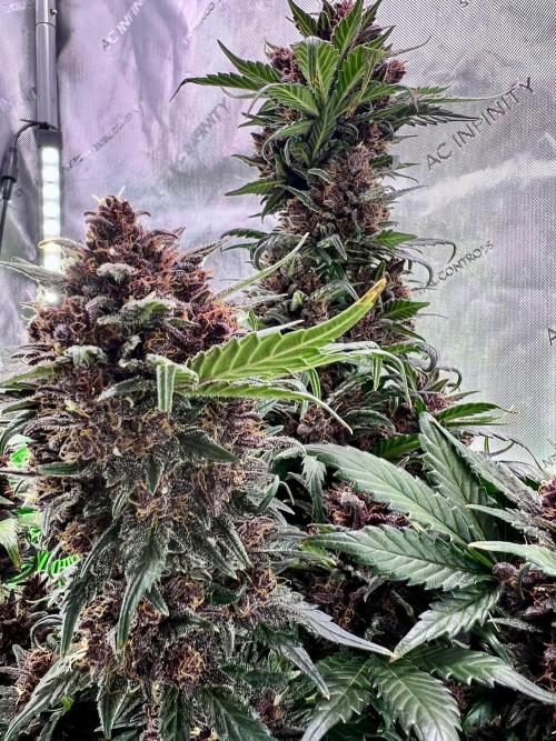 Fastbuds:  Lemon Cherry Cookies Auto. Week 10 - End of week 6 flower, Day 66