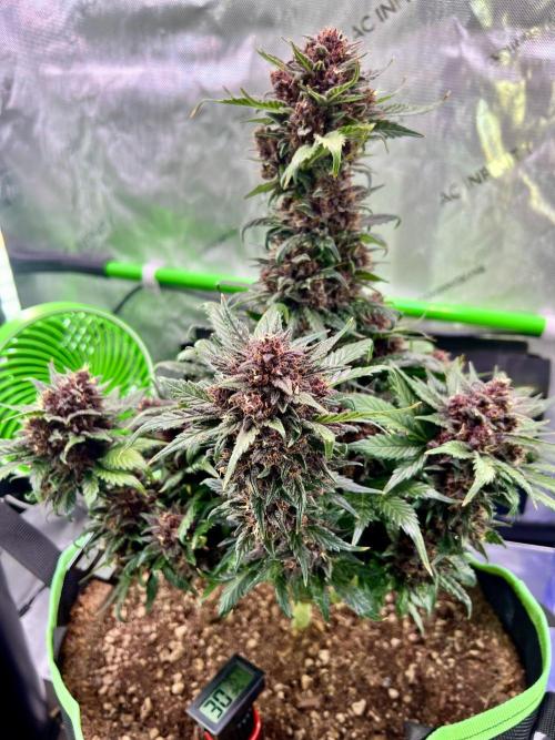 Fastbuds:  Lemon Cherry Cookies Auto. Week 10 - End of week 6 flower, Day 66
