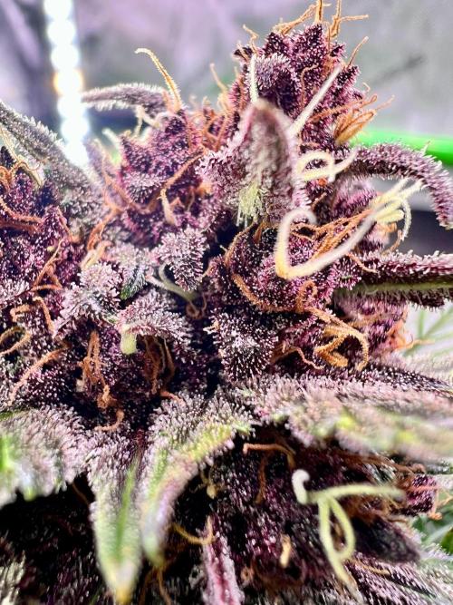 Fastbuds:  Lemon Cherry Cookies Auto. Week 11 - Week 7 flower, Day 68