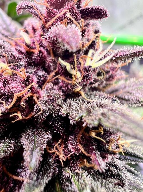Fastbuds:  Lemon Cherry Cookies Auto. Week 11 - Week 7 flower, Day 68