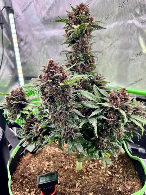 Fastbuds:  Lemon Cherry Cookies Auto. Week 11 - Week 7 flower, Day 68