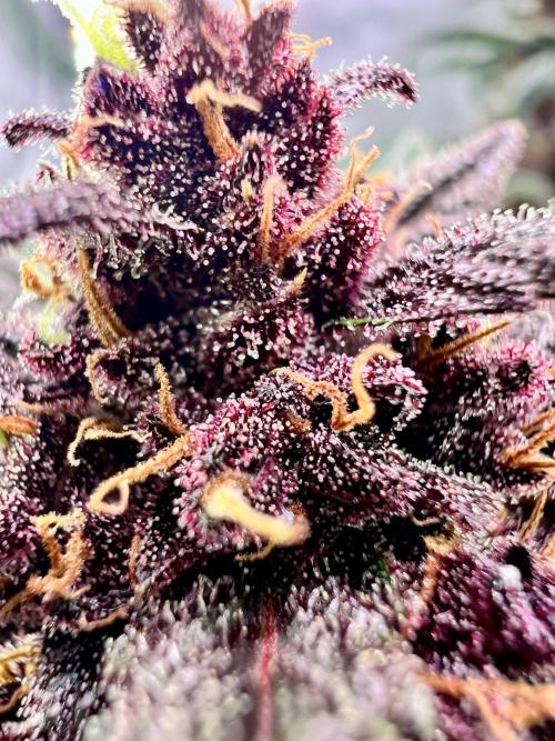 Fastbuds:  Lemon Cherry Cookies Auto. Week 11 - Week 7 flower, Day 68