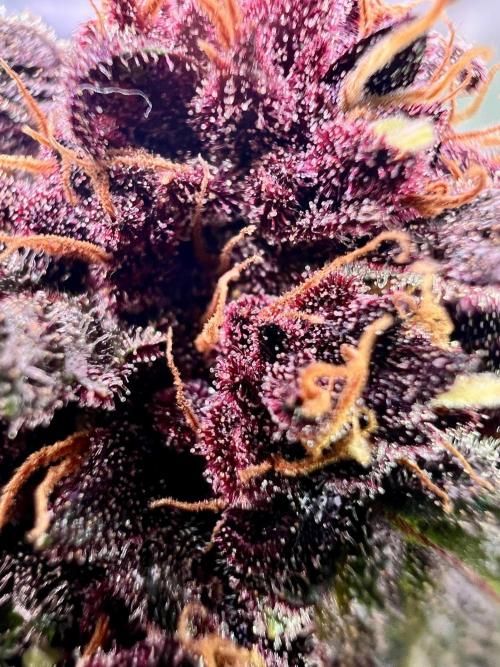 Fastbuds:  Lemon Cherry Cookies Auto. Week 11 - Week 7 flower, Day 68