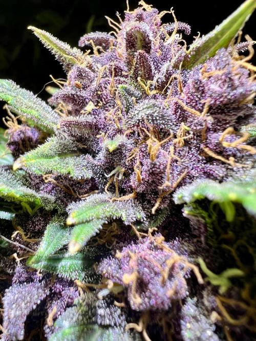 Fastbuds:  Lemon Cherry Cookies Auto. Week 12