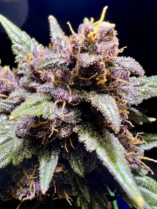 Fastbuds:  Lemon Cherry Cookies Auto. Week 12