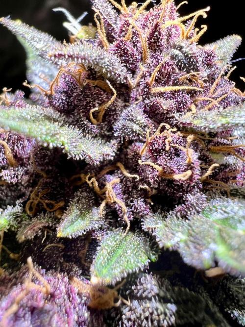 Fastbuds:  Lemon Cherry Cookies Auto. Week 12