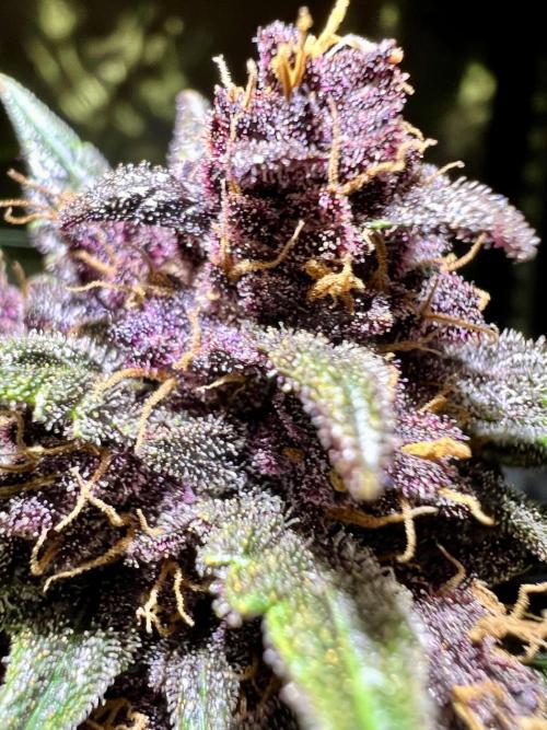 Fastbuds:  Lemon Cherry Cookies Auto. Week 12