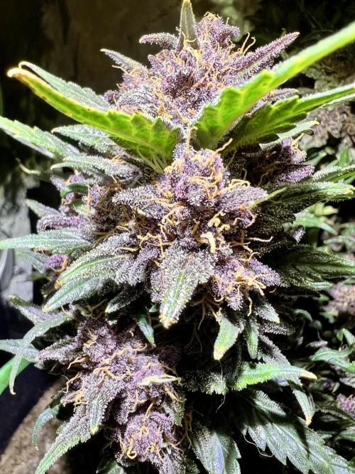 Fastbuds:  Lemon Cherry Cookies Auto. Week 12