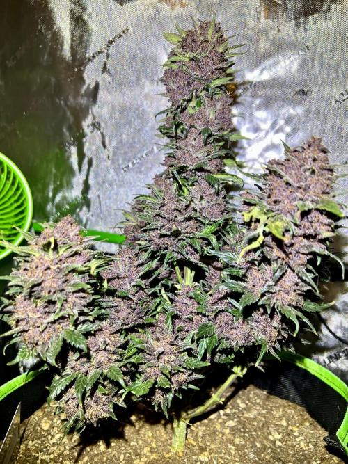 Fastbuds:  Lemon Cherry Cookies Auto. Week 12