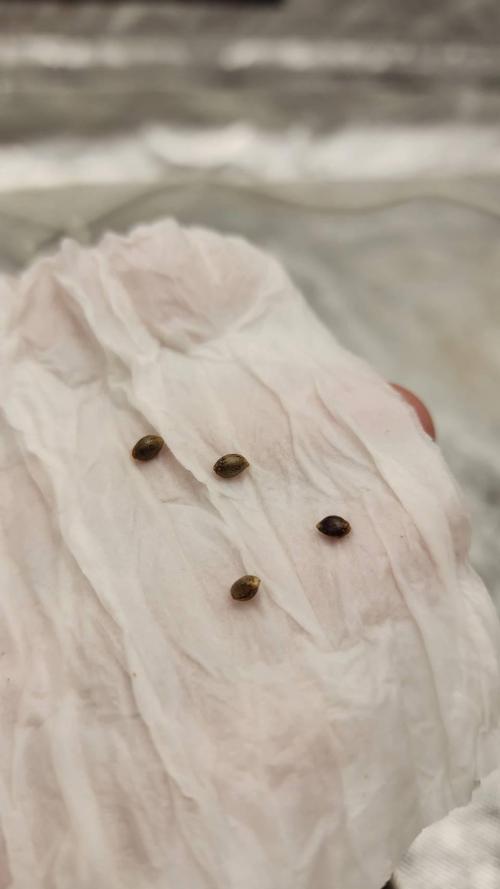 RS11 / GODFATHER TY*PLCG. Week 0