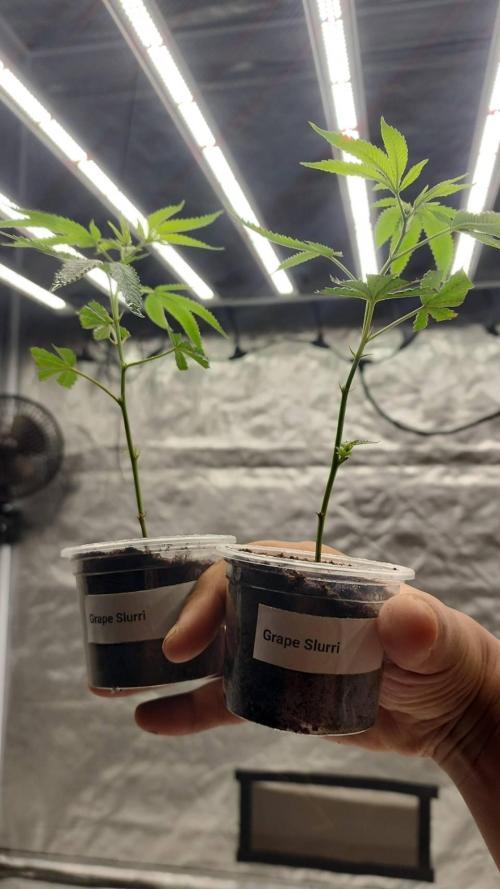 RS11 / GRAPE SLURRI / GODFATHER TY*PLCG. Week 1 - GRAPER SLURRI CLONE 