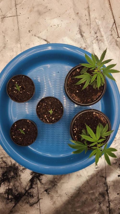 RS11 / GRAPE SLURRI / GODFATHER TY*PLCG. Week 1 - - DAY 1