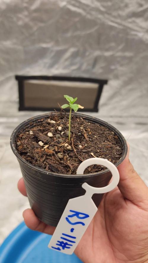 RS11 / GRAPE SLURRI / GODFATHER TY*PLCG. Week 1 - - DAY 2 RS11 #1