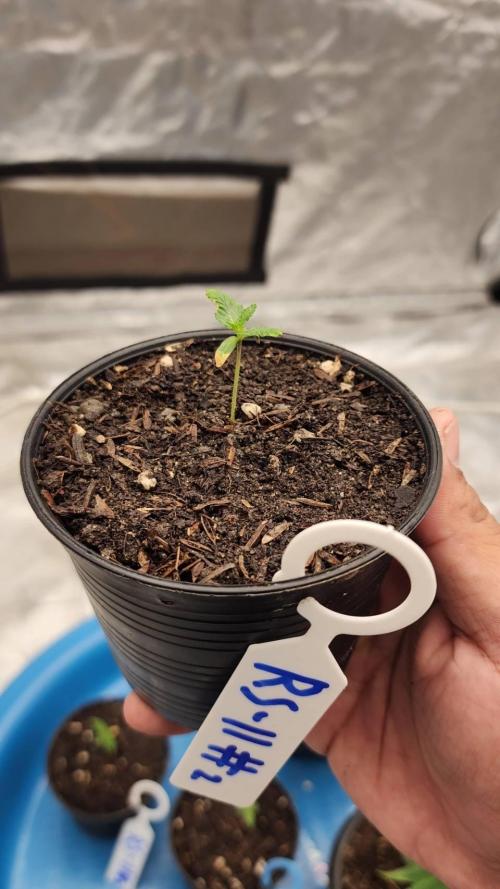 RS11 / GRAPE SLURRI / GODFATHER TY*PLCG. Week 1 - - DAY 2 RS11 #2