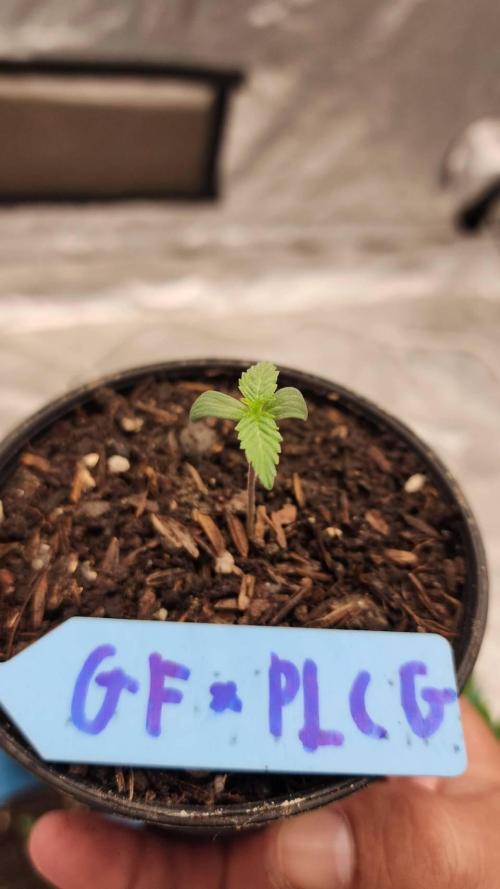 RS11 / GRAPE SLURRI / GODFATHER TY*PLCG. Week 1 - - DAY 2 GODFATHER * PLCG