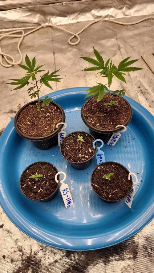 RS11 / GRAPE SLURRI / GODFATHER TY*PLCG. Week 1 - - DAY 2