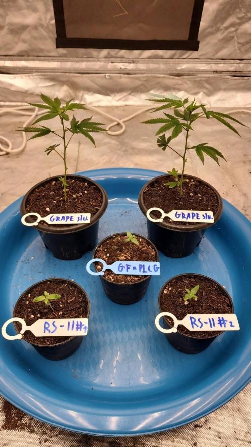 RS11 / GRAPE SLURRI / GODFATHER TY*PLCG. Week 1 - - DAY 3