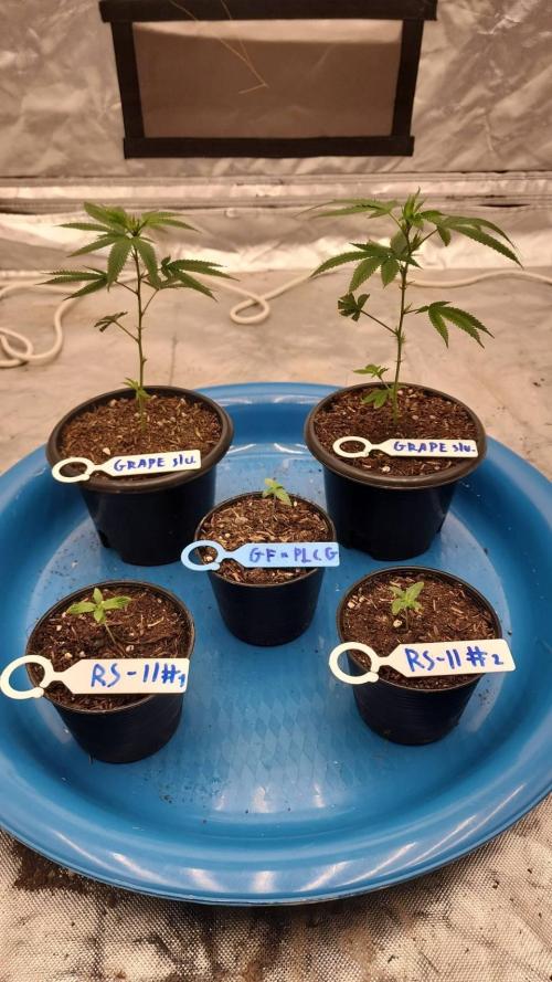 RS11 / GRAPE SLURRI / GODFATHER TY*PLCG. Week 1 - - DAY 4