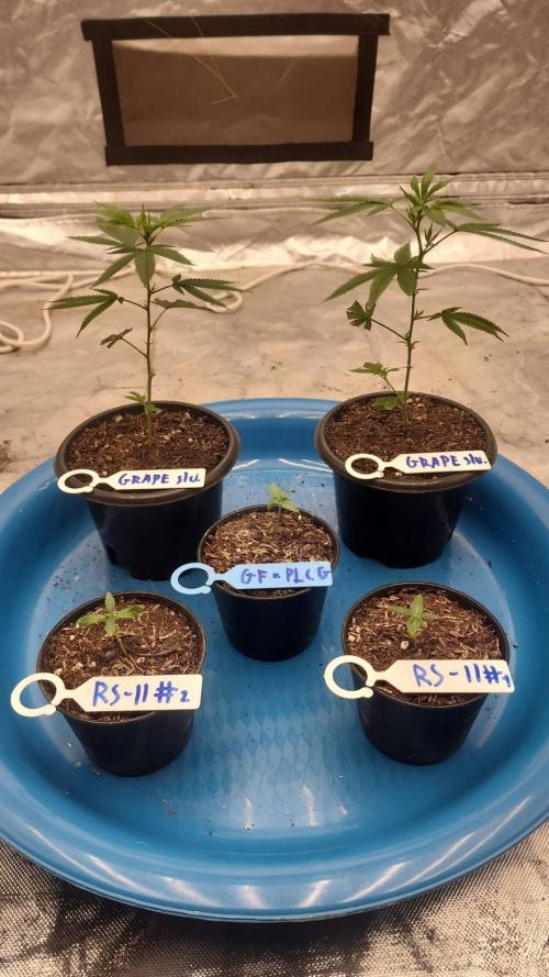 RS11 / GRAPE SLURRI / GODFATHER TY*PLCG. Week 1 - - DAY 5