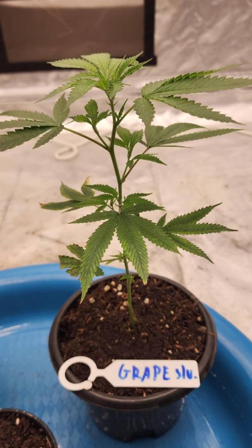 RS11 / GRAPE SLURRI / GODFATHER TY*PLCG. Week 2 - - DAY 8 GRAPE SLURRI # 1