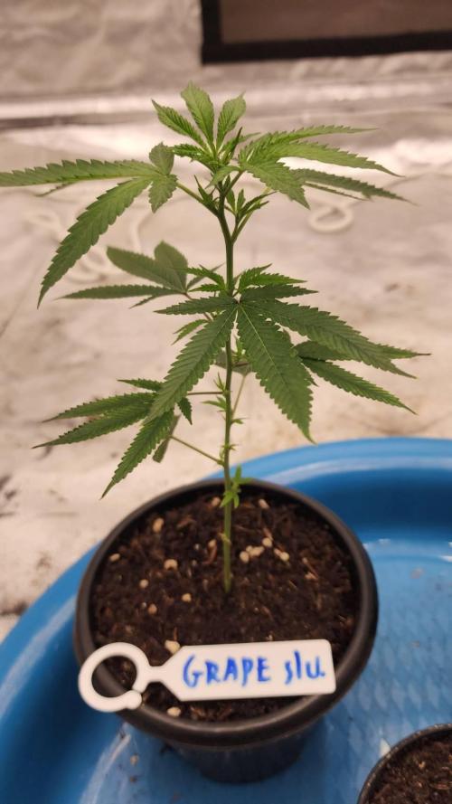 RS11 / GRAPE SLURRI / GODFATHER TY*PLCG. Week 2 - - DAY 8 GRAPE SLURRI # 2