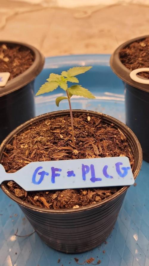 RS11 / GRAPE SLURRI / GODFATHER TY*PLCG. Week 2 - - DAY 8 GODFATHER*PLCG S1