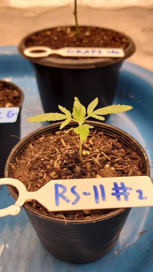 RS11 / GRAPE SLURRI / GODFATHER TY*PLCG. Week 2 - - DAY 8 RS 11 # 2