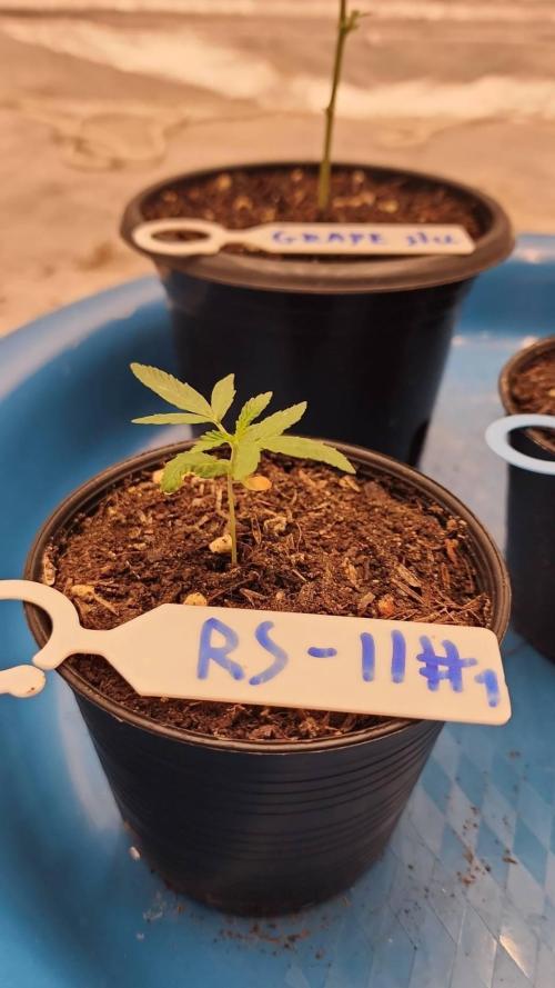 RS11 / GRAPE SLURRI / GODFATHER TY*PLCG. Week 2 - - DAY 8 RS 11 # 1