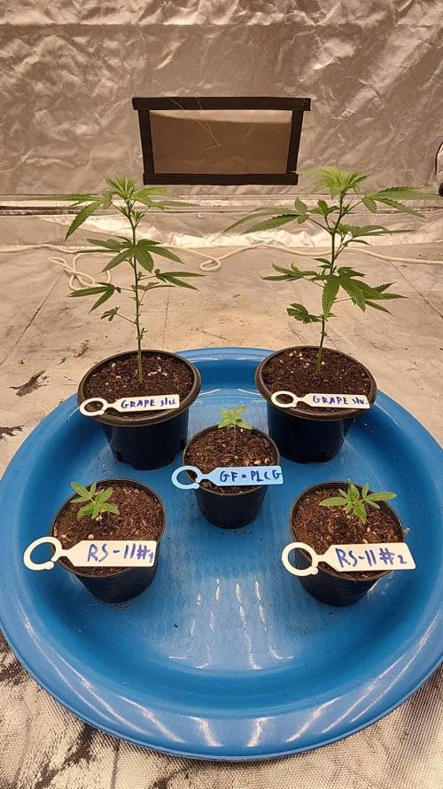 RS11 / GRAPE SLURRI / GODFATHER TY*PLCG. Week 2 - - DAY 8