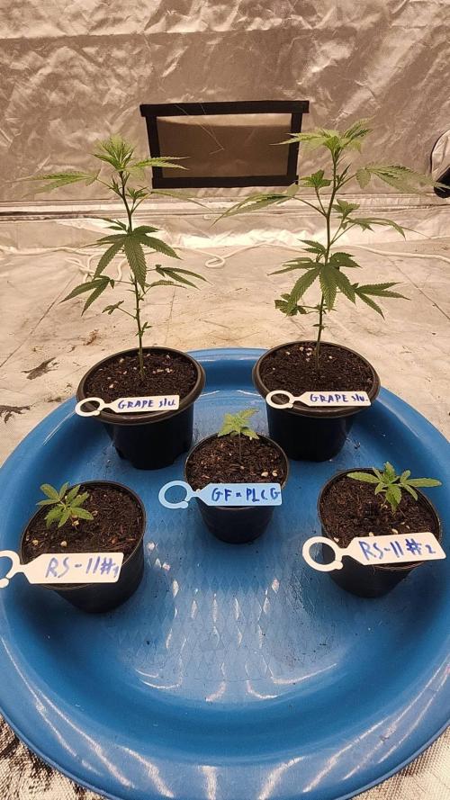 RS11 / GRAPE SLURRI / GODFATHER TY*PLCG. Week 2 - - DAY 9