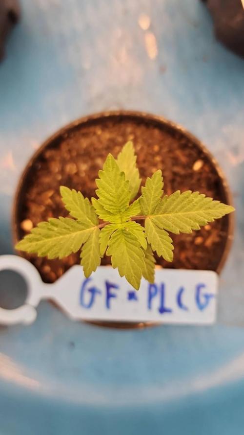 RS11 / GRAPE SLURRI / GODFATHER TY*PLCG. Week 2 - - DAY 11 SHE SO CUTEEEEEEEEEE