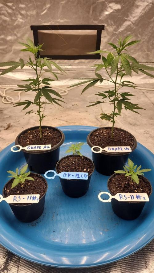 RS11 / GRAPE SLURRI / GODFATHER TY*PLCG. Week 2 - - DAY 11