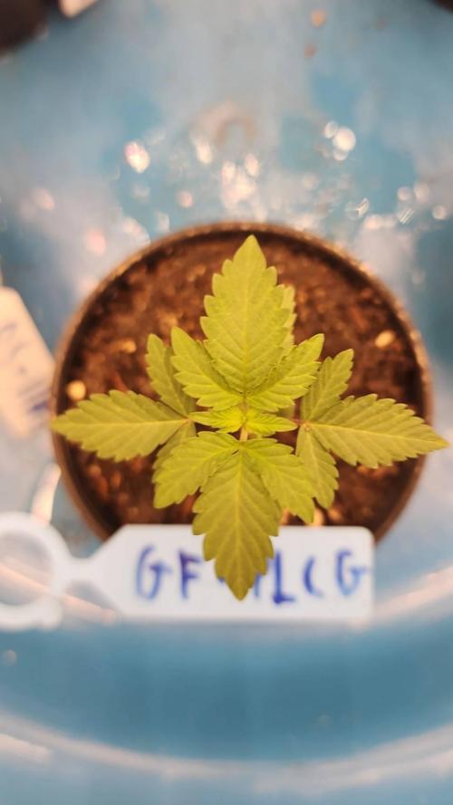 RS11 / GRAPE SLURRI / GODFATHER TY*PLCG. Week 2 - - DAY 13 