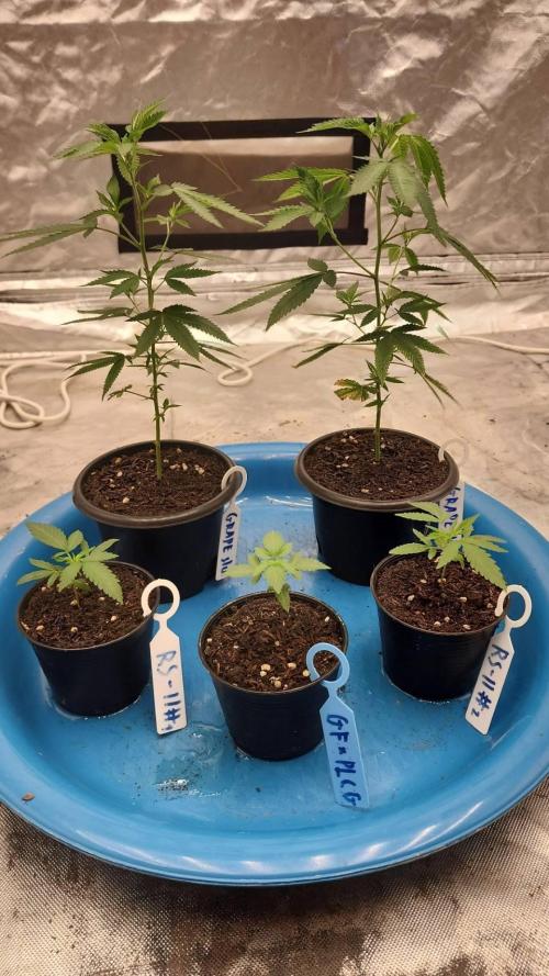 RS11 / GRAPE SLURRI / GODFATHER TY*PLCG. Week 2 - - DAY 13