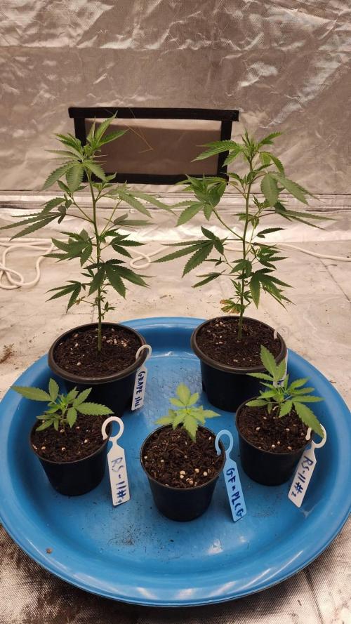 RS11 / GRAPE SLURRI / GODFATHER TY*PLCG. Week 2 - - DAY 14