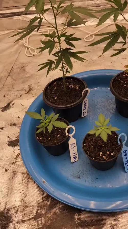 RS11 / GRAPE SLURRI / GODFATHER TY*PLCG