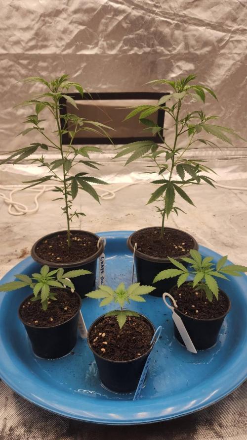 RS11 / GRAPE SLURRI / GODFATHER TY*PLCG. Week 3 - - DAY 15