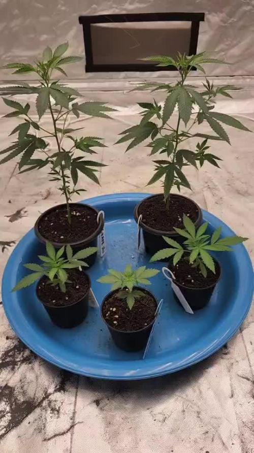 RS11 / GRAPE SLURRI / GODFATHER TY*PLCG