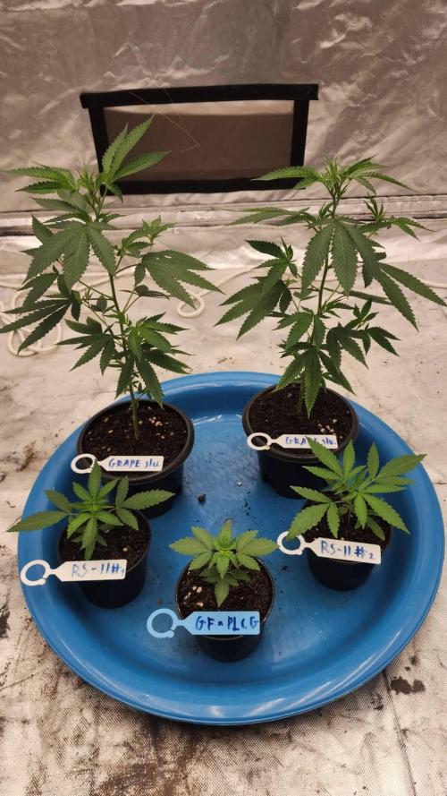 RS11 / GRAPE SLURRI / GODFATHER TY*PLCG. Week 3 - - DAY 16