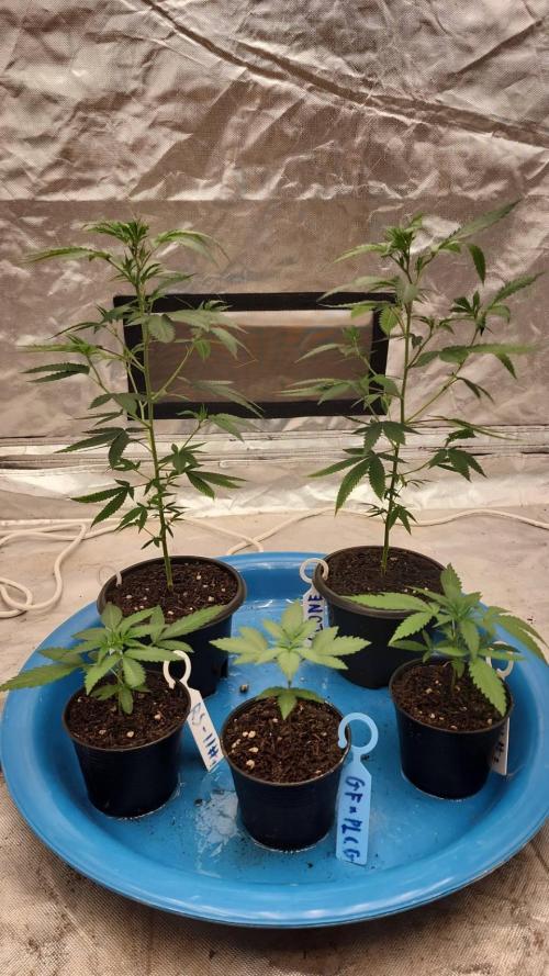 RS11 / GRAPE SLURRI / GODFATHER TY*PLCG. Week 3 - - DAY 17