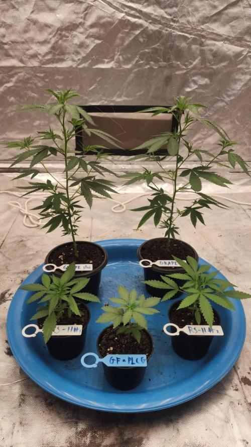 RS11 / GRAPE SLURRI / GODFATHER TY*PLCG. Week 3 - - DAY 18