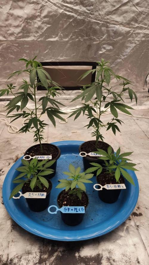 RS11 / GRAPE SLURRI / GODFATHER TY*PLCG. Week 3 - - DAY 19