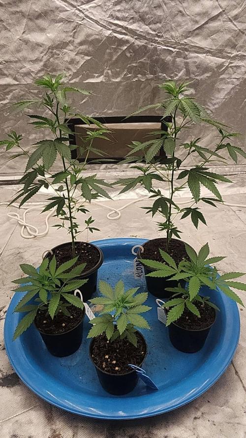 RS11 / GRAPE SLURRI / GODFATHER TY*PLCG. Week 3 - - DAY 20