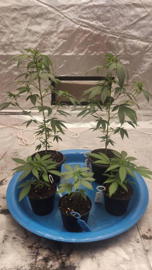 RS11 / GRAPE SLURRI / GODFATHER TY*PLCG. Week 3 - - DAY 21