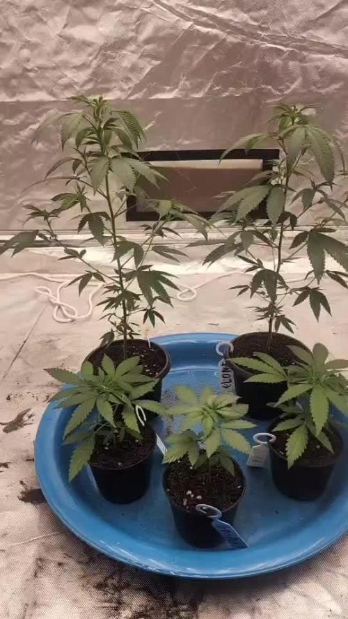 RS11 / GRAPE SLURRI / GODFATHER TY*PLCG