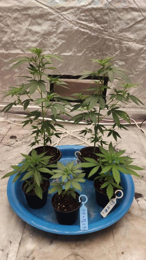 RS11 / GRAPE SLURRI / GODFATHER TY*PLCG. Week 4 - - DAY 22