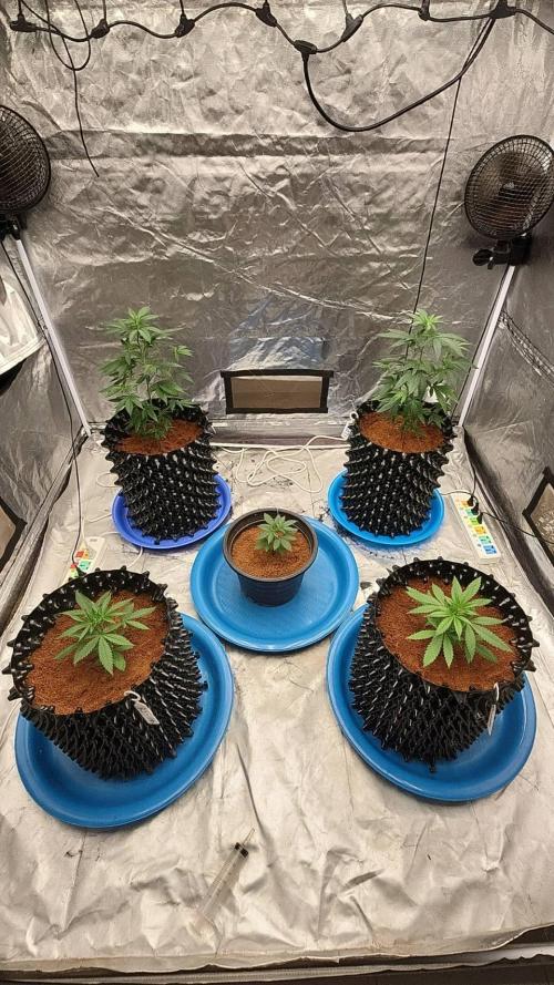 RS11 / GRAPE SLURRI / GODFATHER TY*PLCG. Week 4 - - DAY 22 BEFORE TOPPING 1 ( CLONE GRAPER SLURRI )