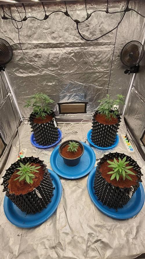 RS11 / GRAPE SLURRI / GODFATHER TY*PLCG. Week 4 - - AFTER 