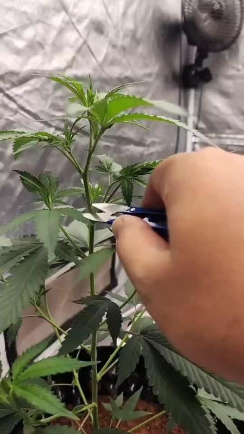 RS11 / GRAPE SLURRI / GODFATHER TY*PLCG